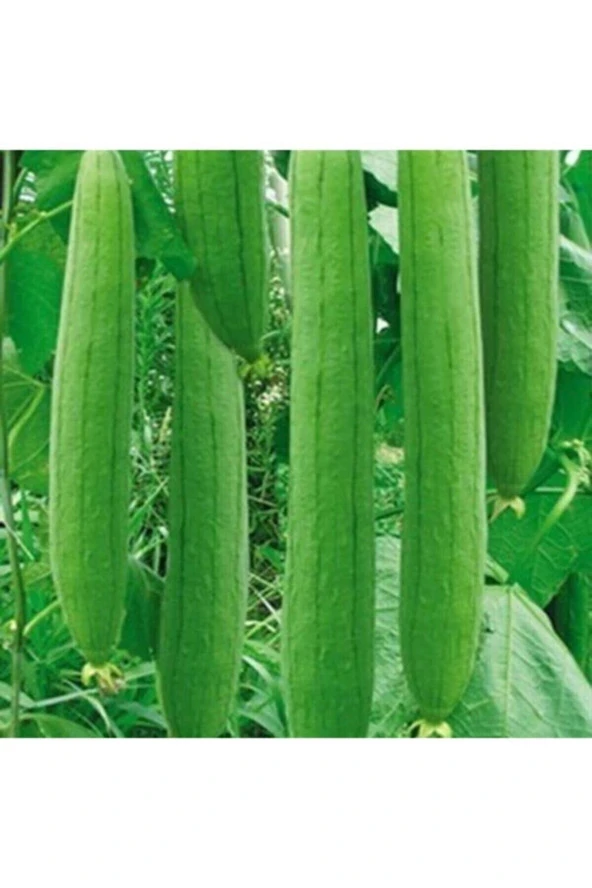 Eko Paket 20 Adet Tohum Nadir Ithal Lif Kabağı Tohumu Kabak Tohumu - Resim 4