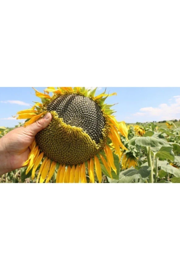 Süper Paket 100 Tohum Ayçiçeği Tohumu Çiğdem Çekirdek Tohumu - Resim 2