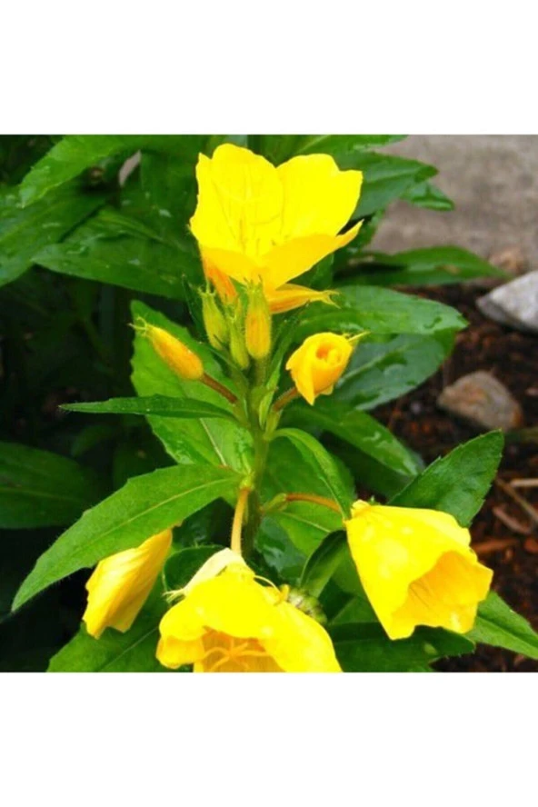 Süper Paket 100 Adet Tohum Ezan Çiçeği Tohumu Gece Mumu Tohumu - Resim 4