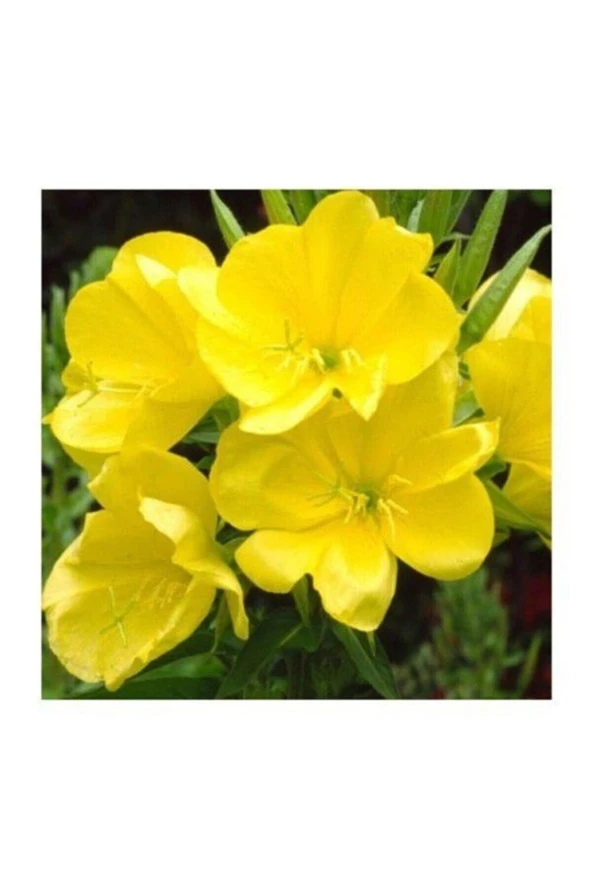 50 Adet Tohum Ezan Çiçeği Gece Mumu Tohumu - Resim 3