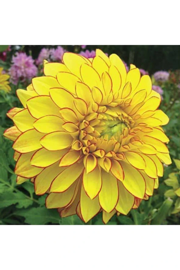 Eslem 10 Adet Sarı Renk Dahlia (yıldız Çiçeği) Tohumu + 10 Adet Hediye Karışık Renk Gül Çiçek Tohumu