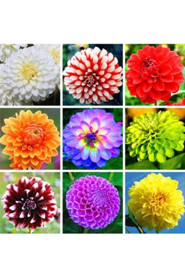 10 Adet Karışık Dahlia Çiçeği Tohumu