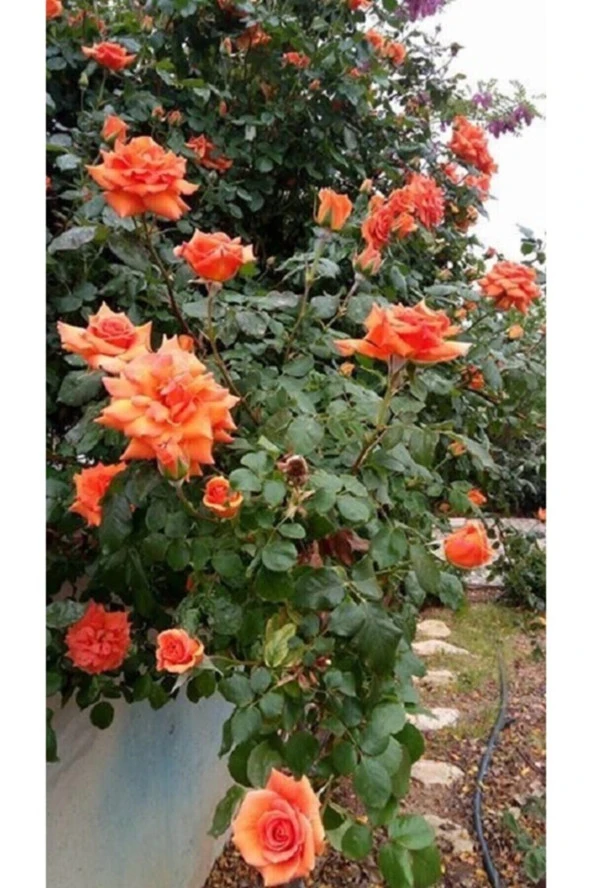 Turuncu Sarmaşık Gül Tohumu Turuncu Gül Tohumu 5 Adet Tohum ürün görseli