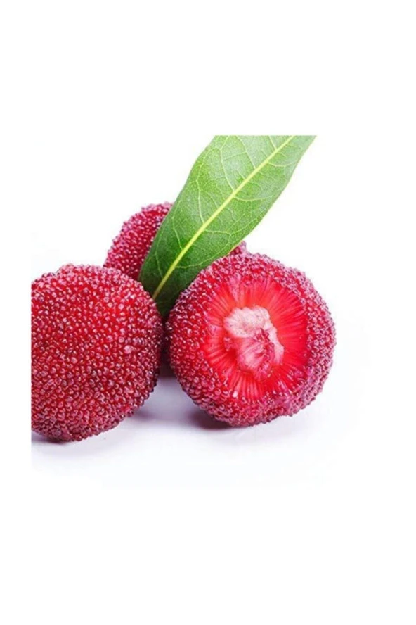 Tropikal Çin Çileği Tohumu 2 Adet Tohum Myrica Çilek