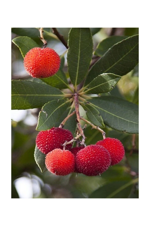 Tropikal Çin Çileği Tohumu 2 Adet Tohum Myrica Çilek - 2
