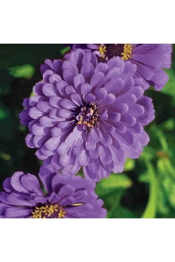 Dahlia Çiçekli Dream Rosy Lavender Zinya Çiçeği Tohumu