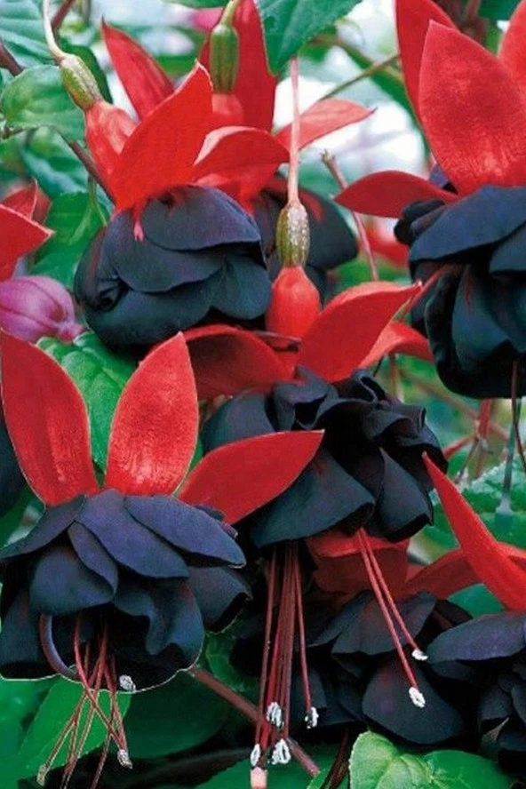 Kırmızı Siyah Küpe Çiçeği / 20 Adet Küpeli Tohumu