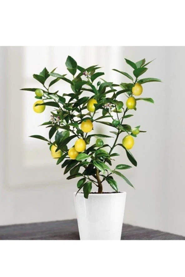 Nadir Ithal Limon Bonzai Ağacı Tohumu 10 Tohum Bonsai Tohumu