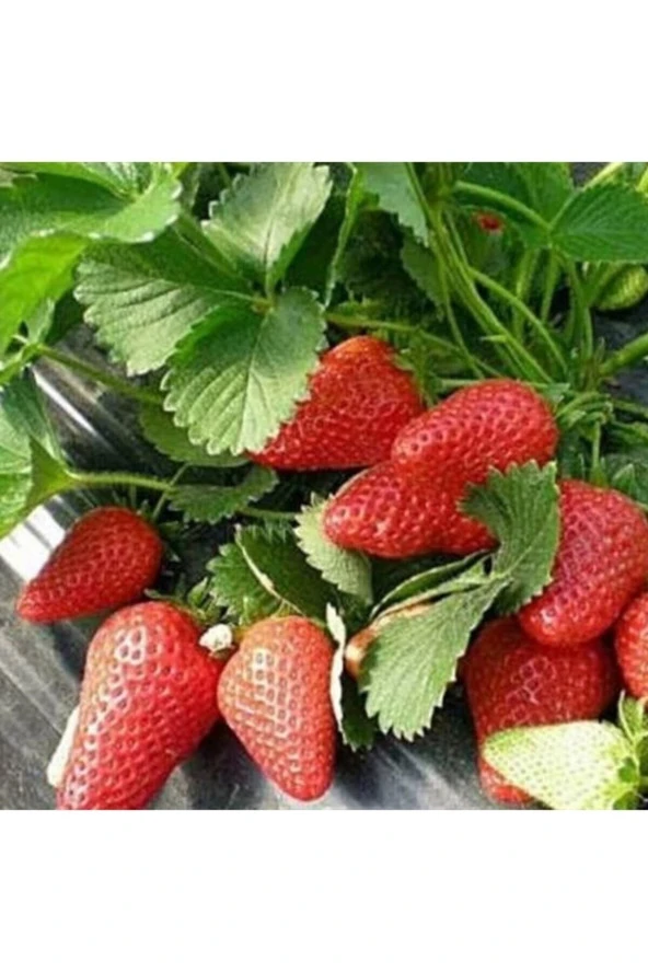 20 Adet Yediveren Çilek Tohumu + Sürpriz Hediye Tohum