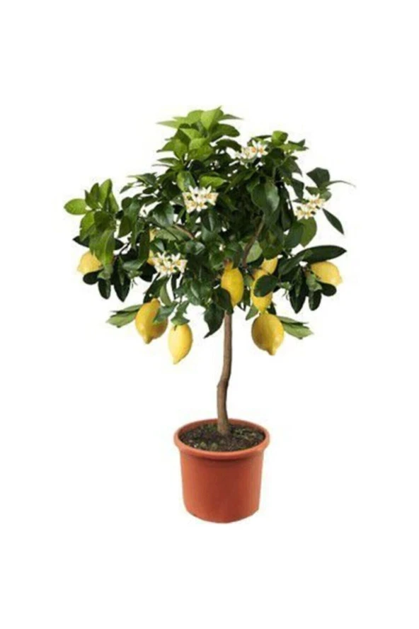 Nadir Ithal Limon Bonzai Ağacı Tohumu 10 Tohum Bonsai Tohumu - 3