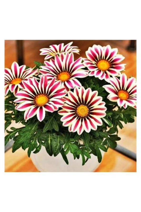 Gazania Çiçek Tohumu 5 Adet