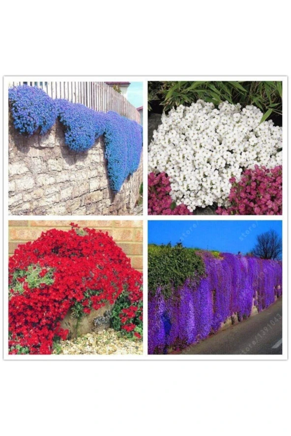 Renkli Sarkan Obrizya Çiçeği Tohumu 10 Adet ürün görseli 1