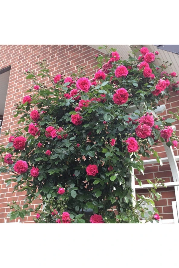 Nadir Ithal Saksılık Sırık Sarmaşık Pembe Gül Tohumu Ekim Seti 5 Tohum Saksı Toprak Kombin ürün görseli