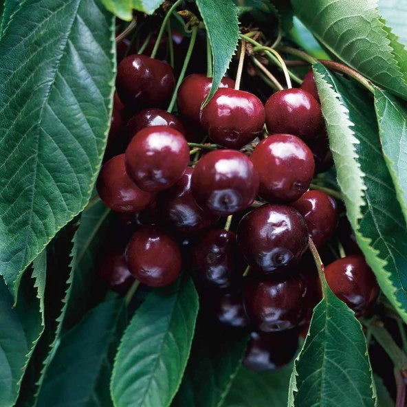 TÜPLÜ 4 YAŞ NAPOLYON ZİRAAT 900 KİRAZ FİDANI BOY 180-200 CM ürün görseli