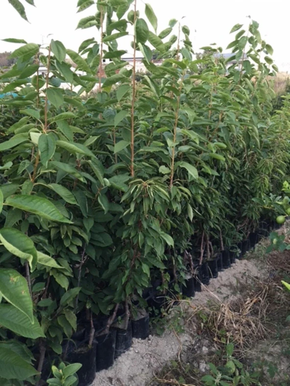 TÜPLÜ 4 YAŞ NAPOLYON ZİRAAT 900 KİRAZ FİDANI BOY 180-200 CM - Resim 2