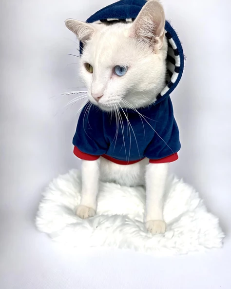 Neo Tommie Kapşonlu Kedi Sweatshirt Kedi Kıyafeti Kedi Elbisesi Kedi Giyim