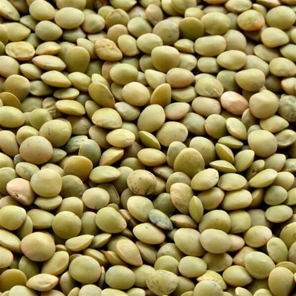 Doğal Yeşil Mercimek Tohumu (20 Adet) ürün görseli 1