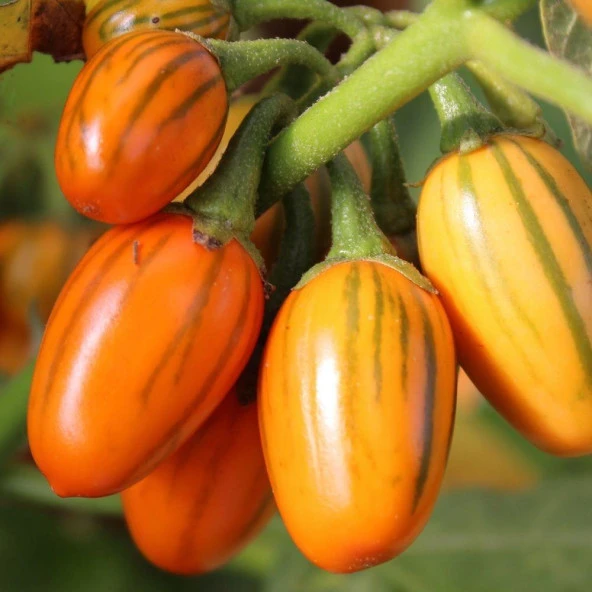 Striped Tago Patlıcan Tohumu (15 tohum) ürün görseli 1