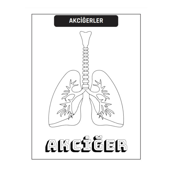 Çocuklar İçin ANATOMİ Boyama Kitap Seti (2 Süper Kitap) - 3