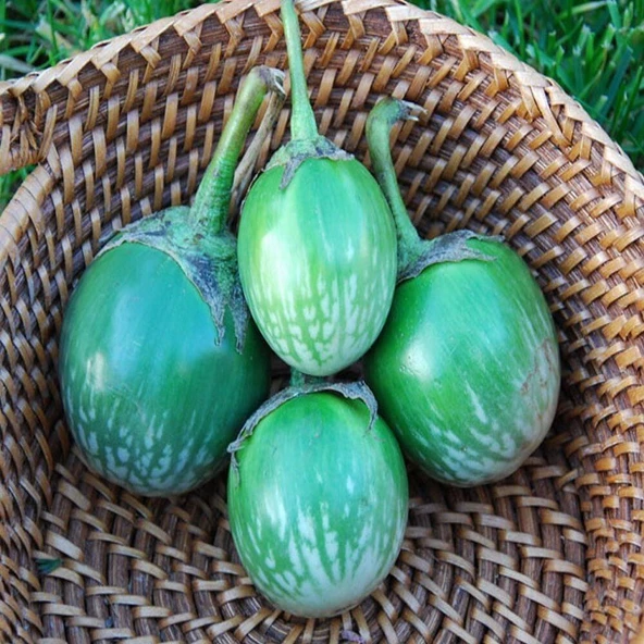 Kermit Thai Patlıcan Tohumu (15 tohum) ürün görseli 1