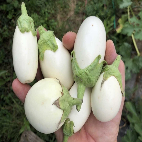 Japanese Egg White Patlıcan Tohumu (15 tohum) - 1
