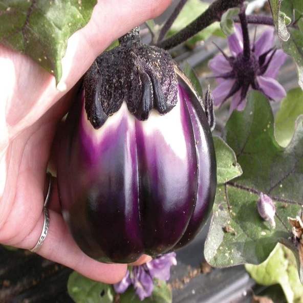 Dev Prosperosa Patlıcan Tohumu (15 tohum) ürün görseli