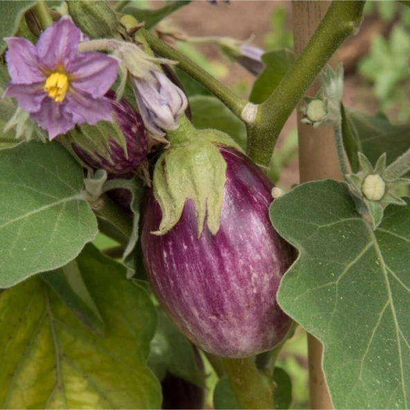 Çizgili Calliope Patlıcan Tohumu(15 tohum) ürün görseli 1