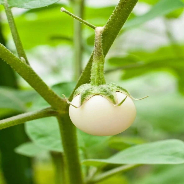 Big White Patlıcan Tohumu (15 tohum) ürün görseli