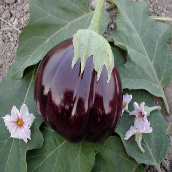 Topan Dilimli Patlıcan Tohumu (10 gram) ürün görseli