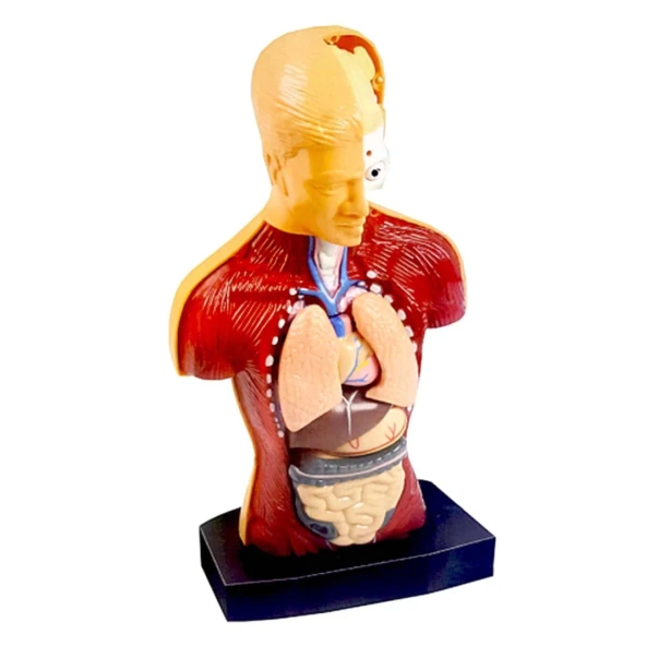 Nessiworld The Human Body İnsan Vücudu 3D Eğitim Seti 3301