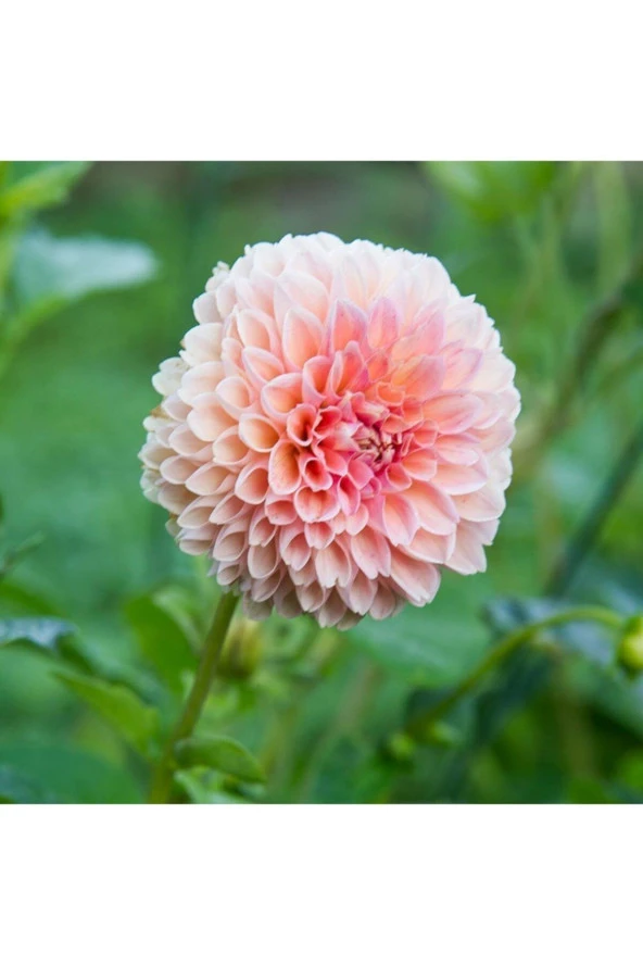 10 Adet A Pembe Renk Dahlia (yıldız Çiçeği) Tohumu + 10 Adet Hediye Karışık Renk Gül Tohumu