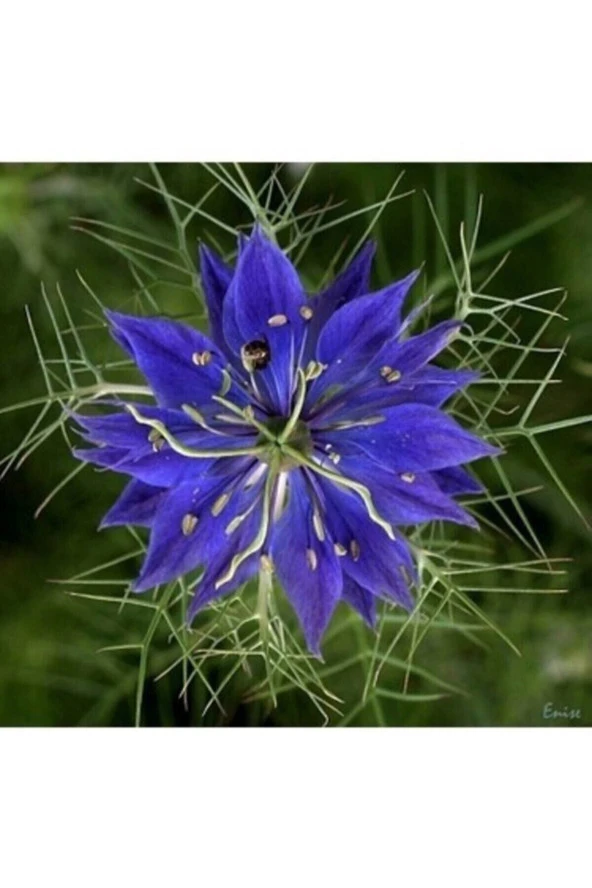 Tohumculuk 100 Adet Süper Paket Çörek Otu Çiçeği Tohumu Çiçek Tohumu ürün görseli