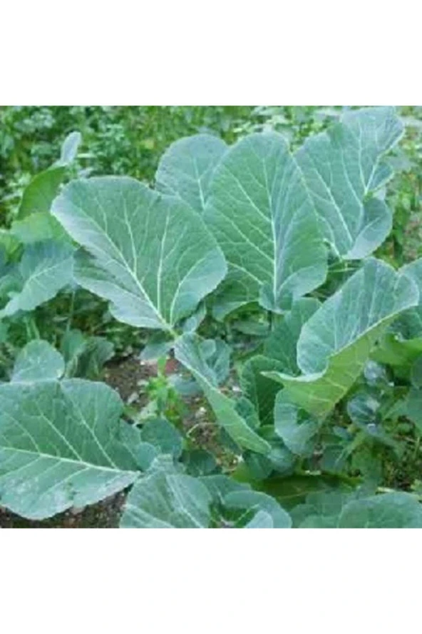 Karadeniz Lahanası - Kara Lahana Tohumu