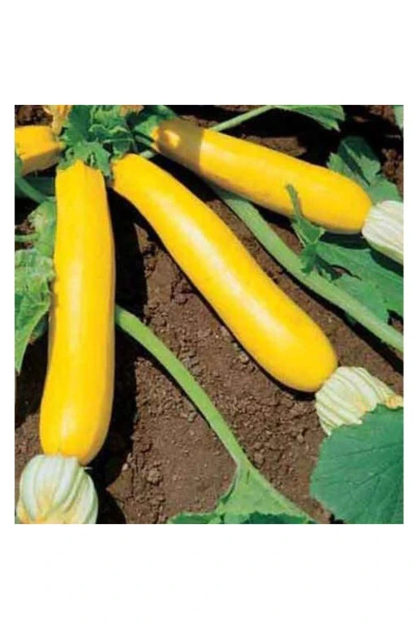 Sarı Kabak Tohumu - Resim 2