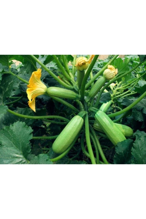 Beyaz Kabak - Sakız Kabak Tohumu - Resim 2