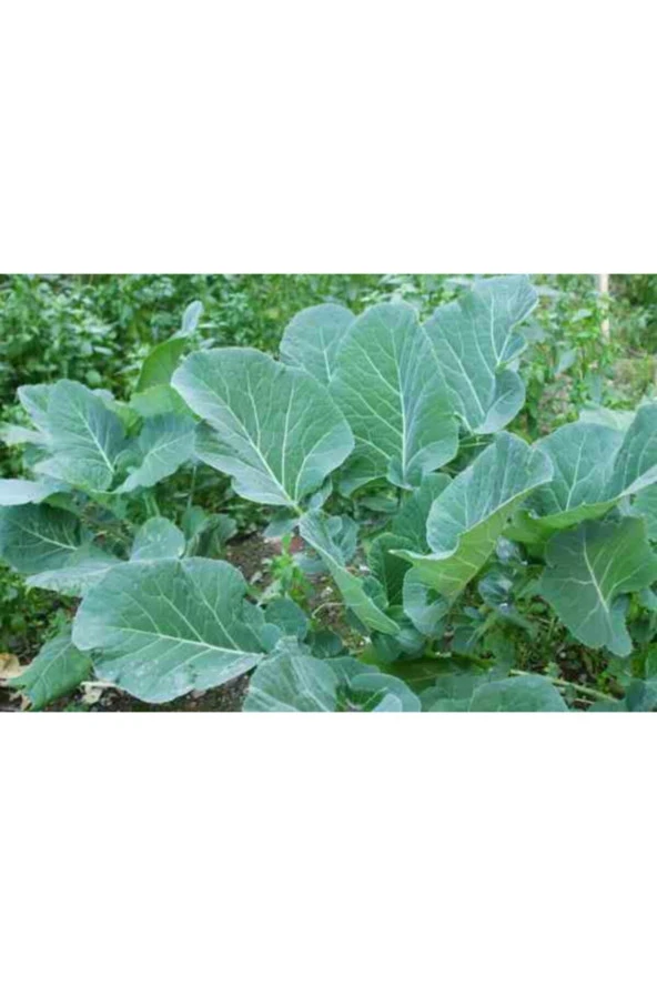 Karadeniz Lahanası - Kara Lahana Tohumu - Resim 2