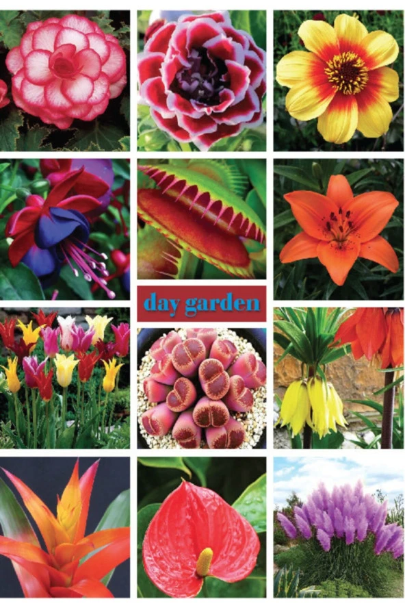 10 Adet A Pembe Renk Dahlia (yıldız Çiçeği) Tohumu + 10 Adet Hediye Karışık Renk Gül Tohumu - Resim 2