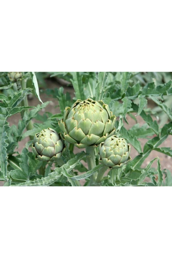 Enginar Tohumu - Resim 3