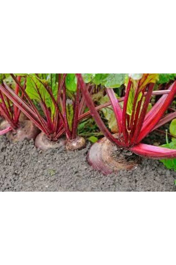 Kırmızı Pancar Tohumu - Resim 3