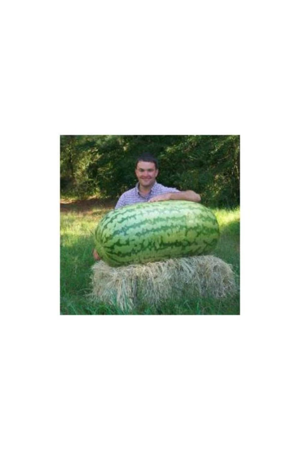 Eko Paket 30 Adet Dev Diyarbakır Karpuz Tohumu ürün görseli