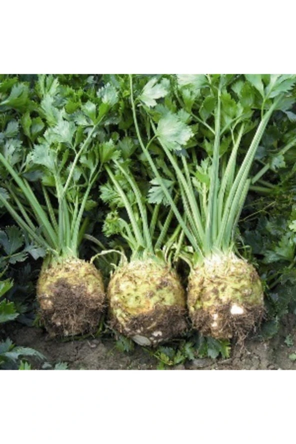 Kereviz Tohumu ürün görseli 1