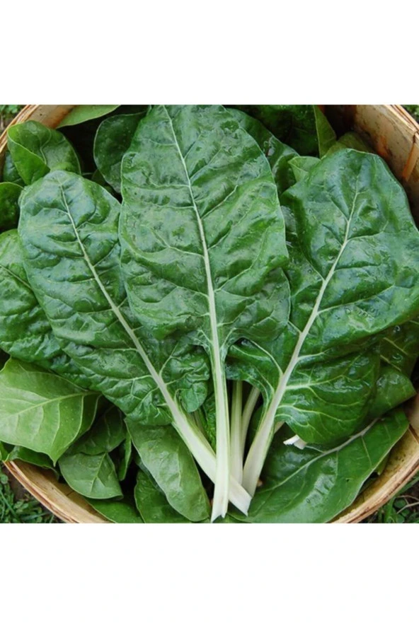 Pazı Tohumu - Resim 2