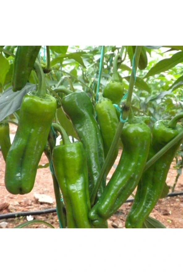 Yediveren Üç Burun Biber Tohumu 1000 Adet ürün görseli