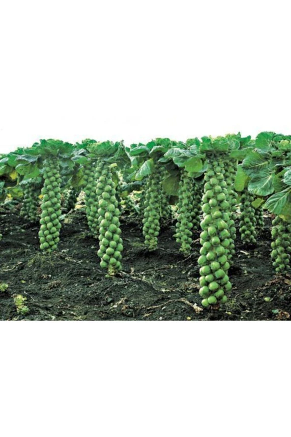 Brüksel Lahanası Tohumu - Resim 3