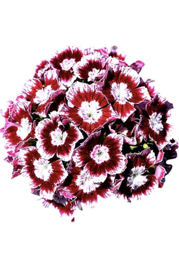 20 Adet Dianthus Barbatus Çiçeği Tohumu ürün görseli