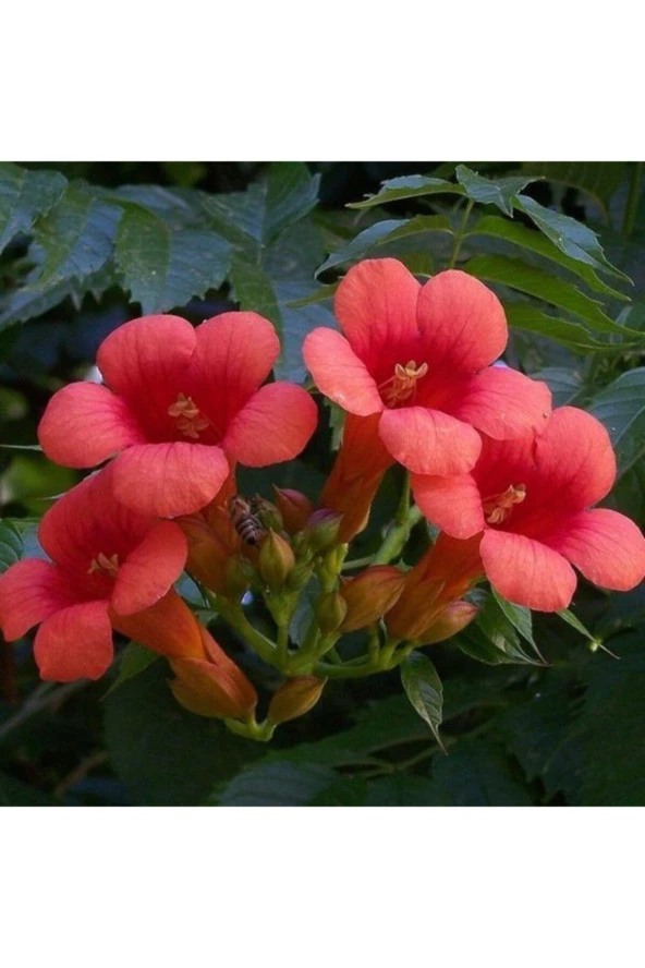 Acem Borusu Çiçeği Tohumu Tropikal Çiçek Tohumları (20 Adet Tohum) ürün görseli