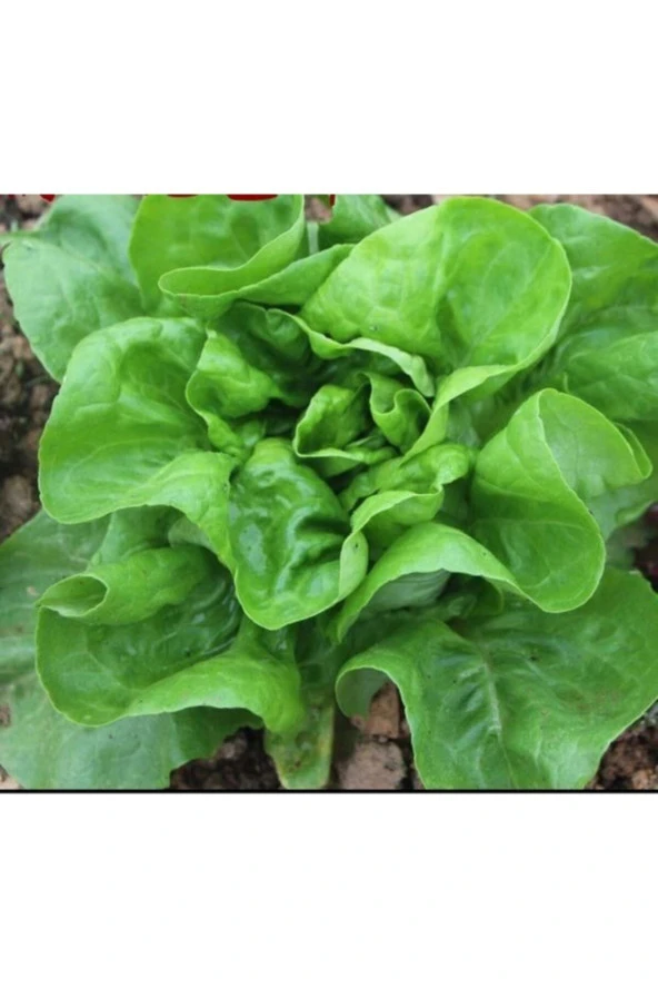 Italıan Lettuce - Italyan Marul Tohumu ürün görseli