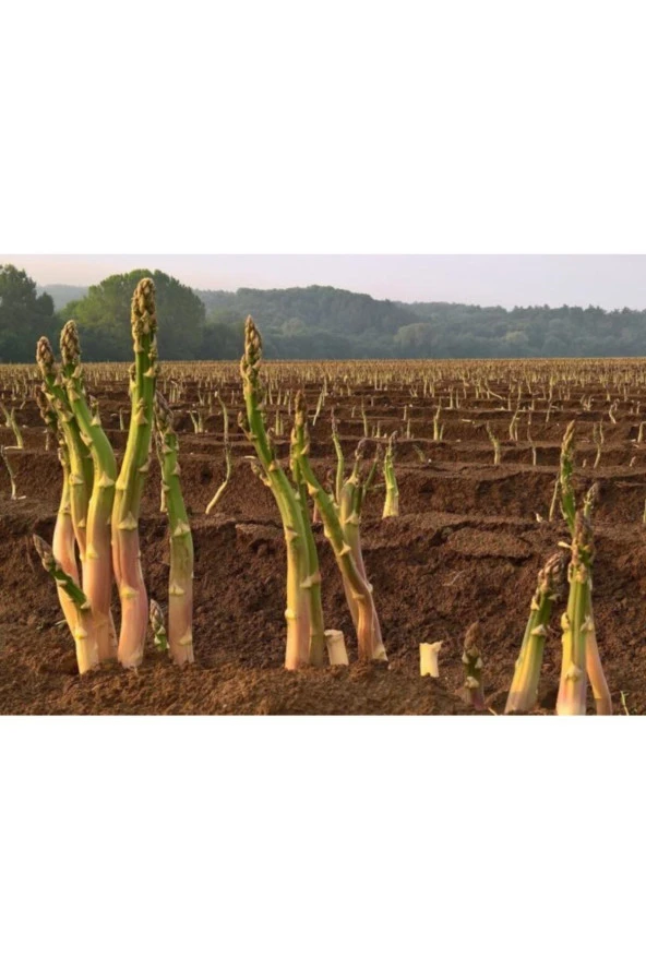 Asparagus - Kuş Konmaz Tohumu ürün görseli