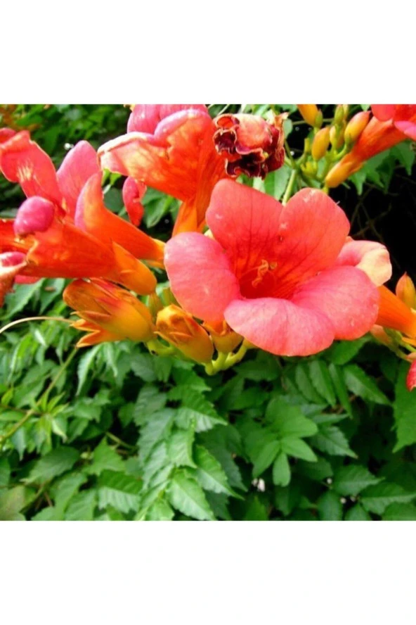 Acem Borusu Çiçeği Tohumu Tropikal Çiçek Tohumları (20 Adet Tohum) - Resim 2