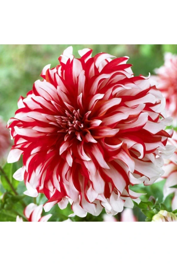 Dev Dalya Çiçeği Tohumu Tropikal Çiçek Tohumları (10 Adet Tohum) - Resim 2